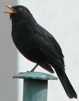 529px-Blackbird,_singing