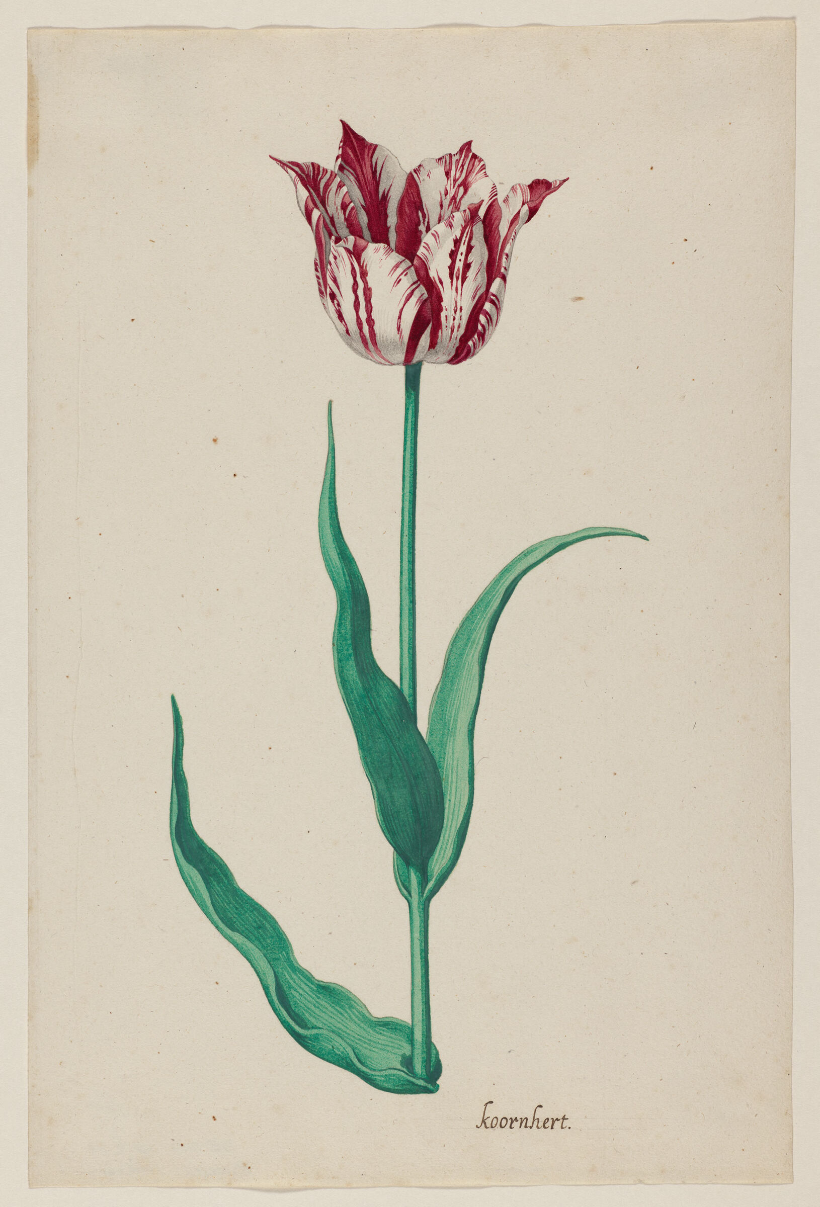 Why paint portraits of tulips? | Sue Burke